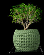 Burst Planter Pot