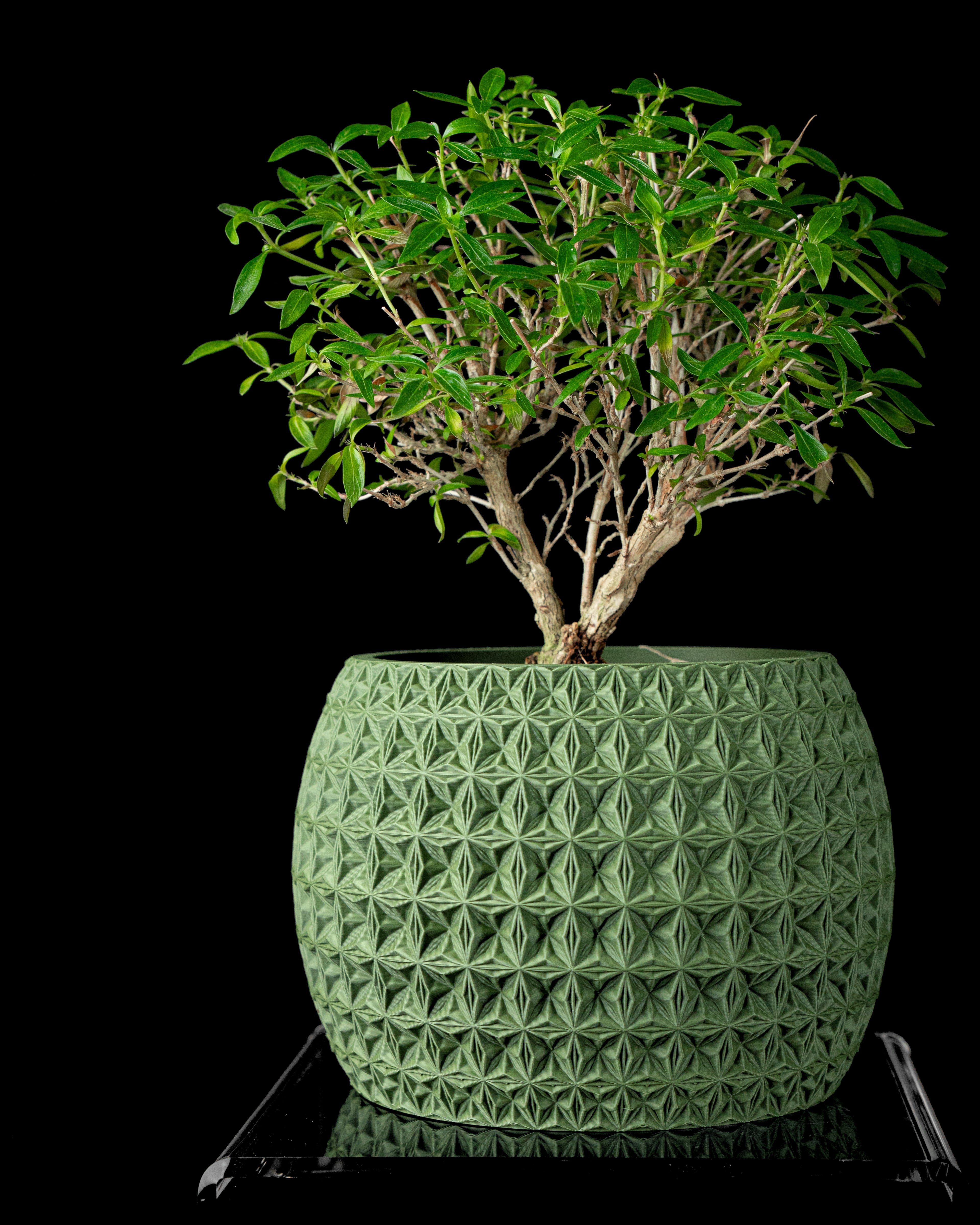 Burst Planter Pot