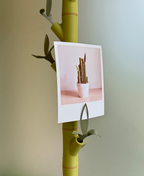 Lucky - Modular Photo Display